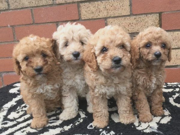 F2 Cockapoo-Welpen