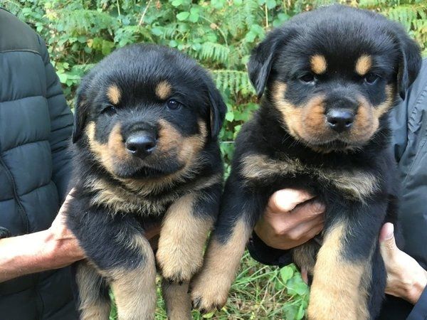 Rottweilerwelpen
