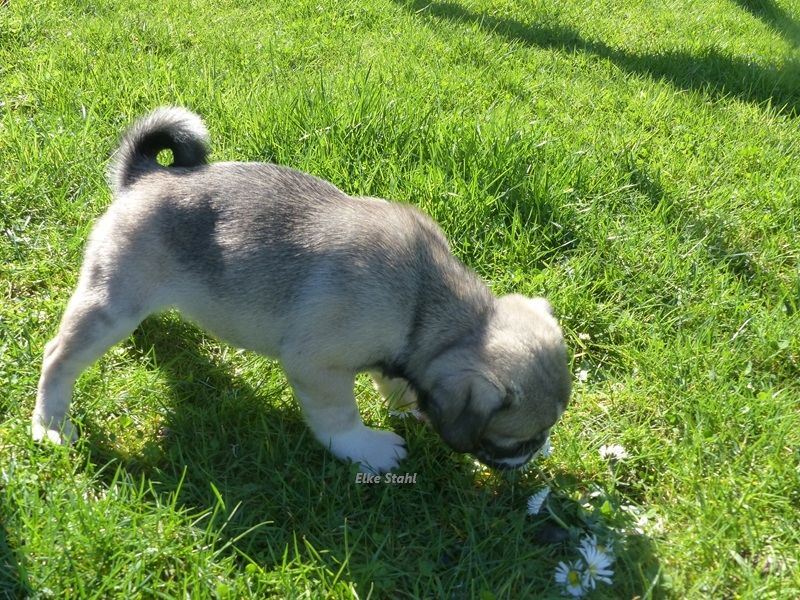 Nur noch 1 altdeutscher Mopswelpe, frei atmend, mit Stammbaum