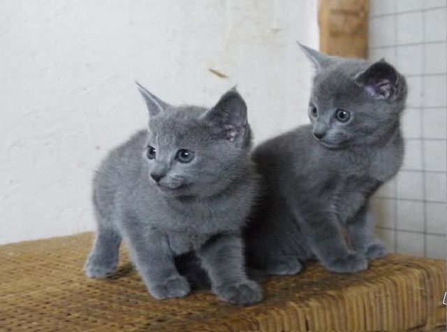 Wunderschöne Russisch Blau Kätzchen