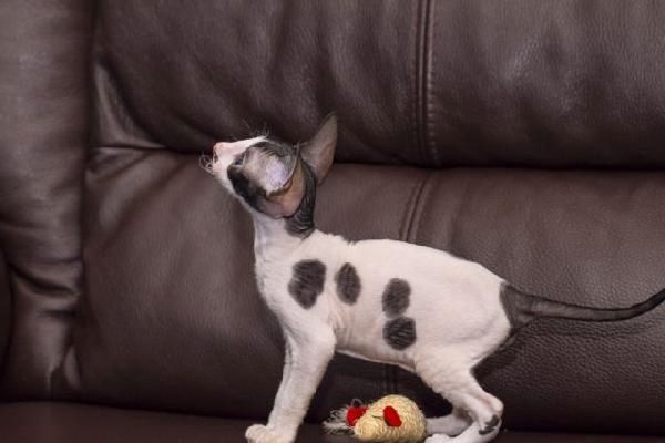 Cornish Rex Kätzchen