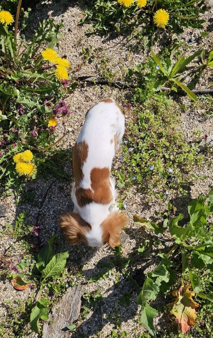 Cavalier King Charles Spaniel Junge
