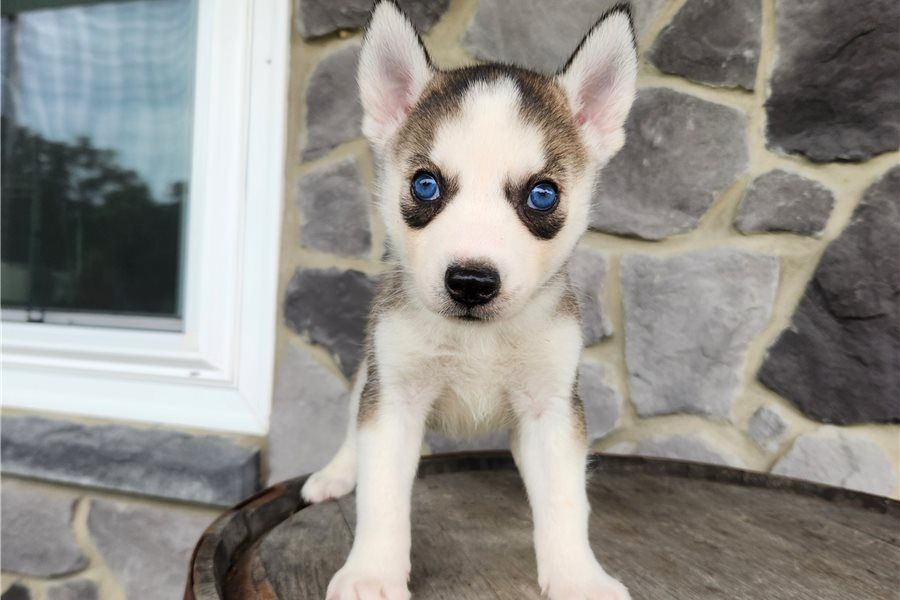 Siberian Husky Welpen zu verkaufen.
