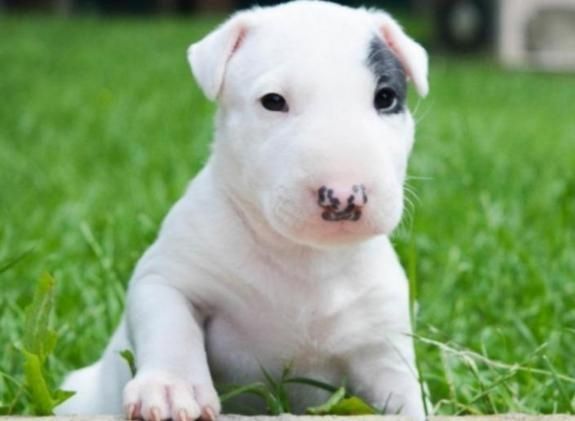 Bullterrier Welpen mit Papieren zu verkaufen.