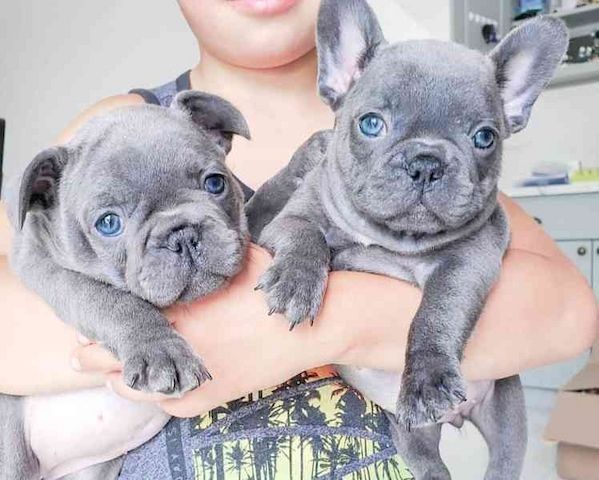 französische Bulldoggenwelpen