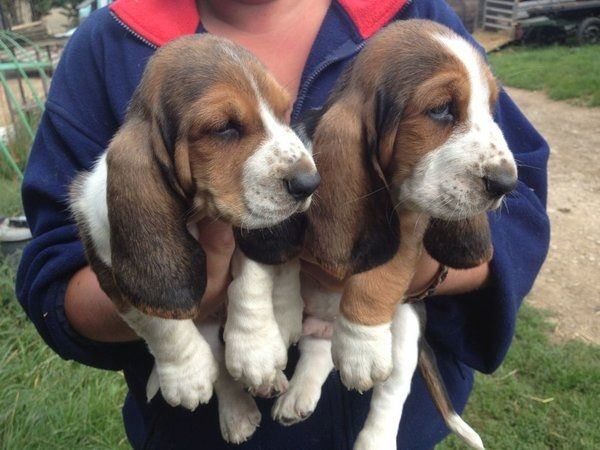 Bezaubernde Basset-Hound-Welpen