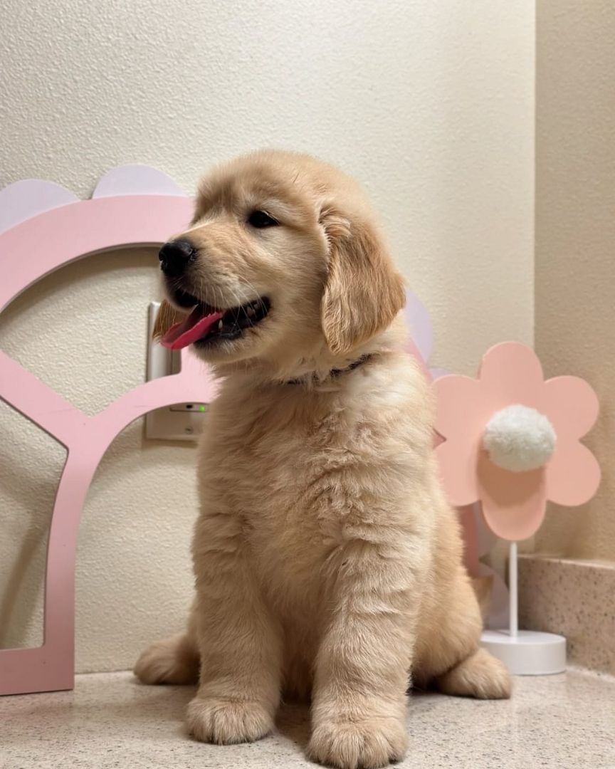Entzückende Golden-Retriever-Welpen suchen ihr liebevolles Zuhause für immer!