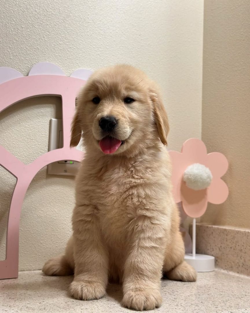Entzückende Golden-Retriever-Welpen suchen ihr liebevolles Zuhause für immer!
