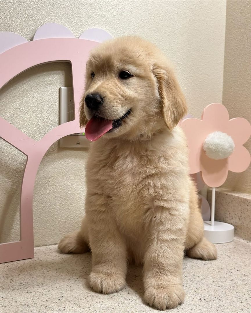 Entzückende Golden-Retriever-Welpen suchen ihr liebevolles Zuhause für immer!