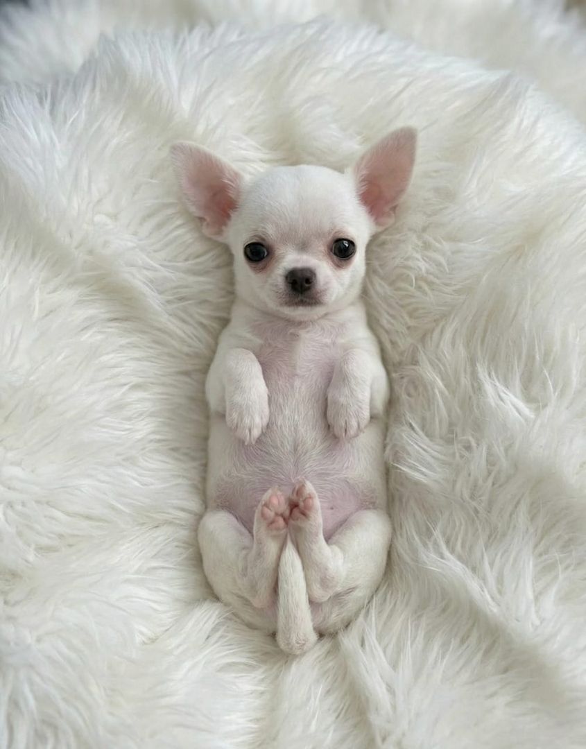 Entzückende Chihuahua-Welpen suchen ein liebevolles Zuhause für immer!