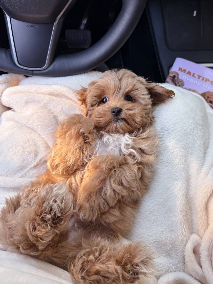 Wunderschöne Maltipoo-Welpen suchen ein liebevolles Zuhause für immer! 🐾