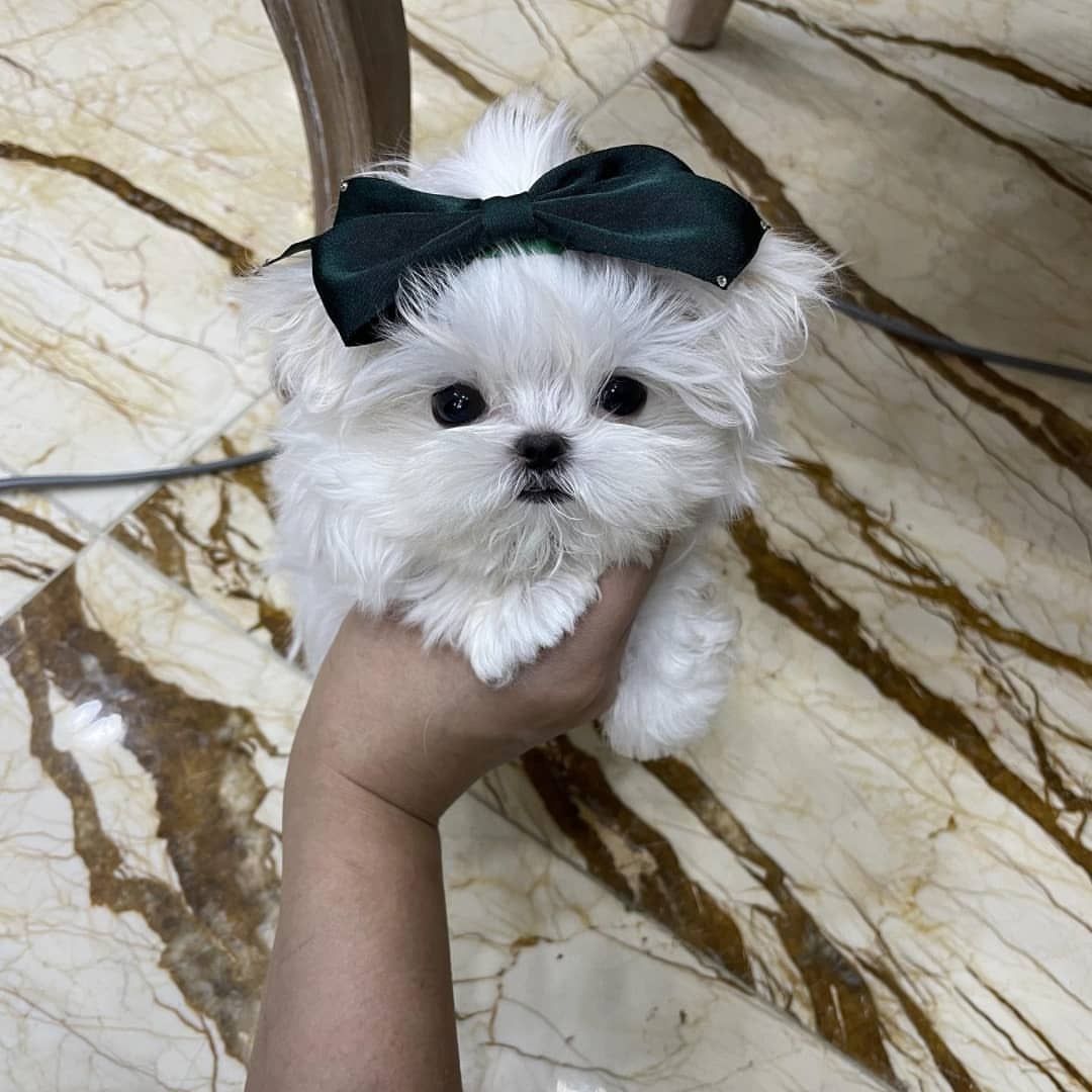 Wunderschöne Malteser-Welpen suchen ein liebevolles Zuhause für immer! 🐾