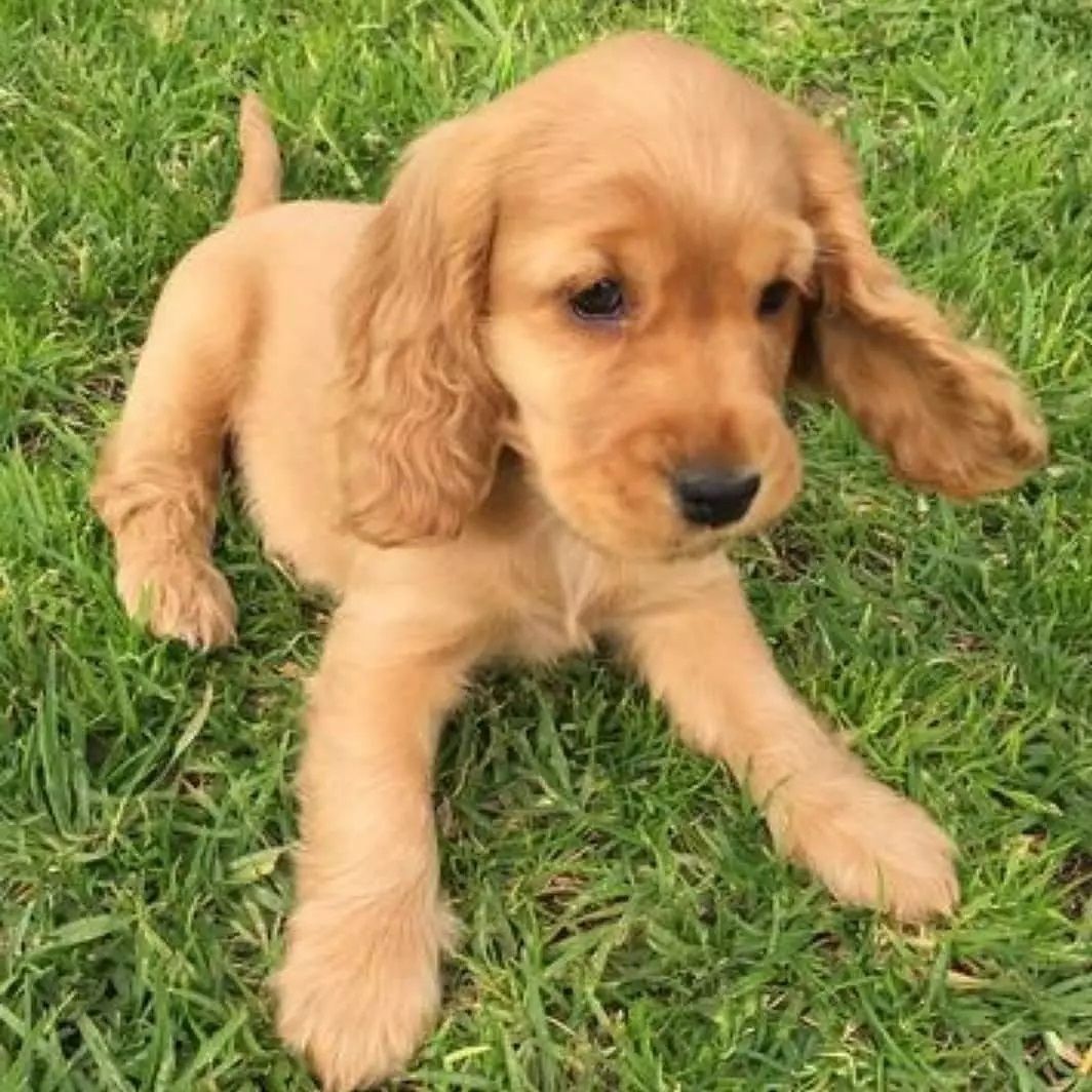 Entzückende Cocker-Spaniel-Welpen suchen ein liebevolles Zuhause für immer! 🐾