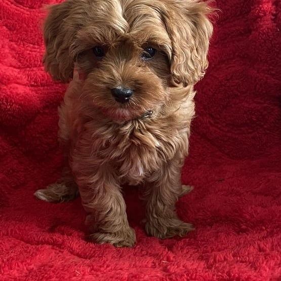 Entzückende Cavapoo-Welpen suchen ein liebevolles Zuhause für immer! 🐾