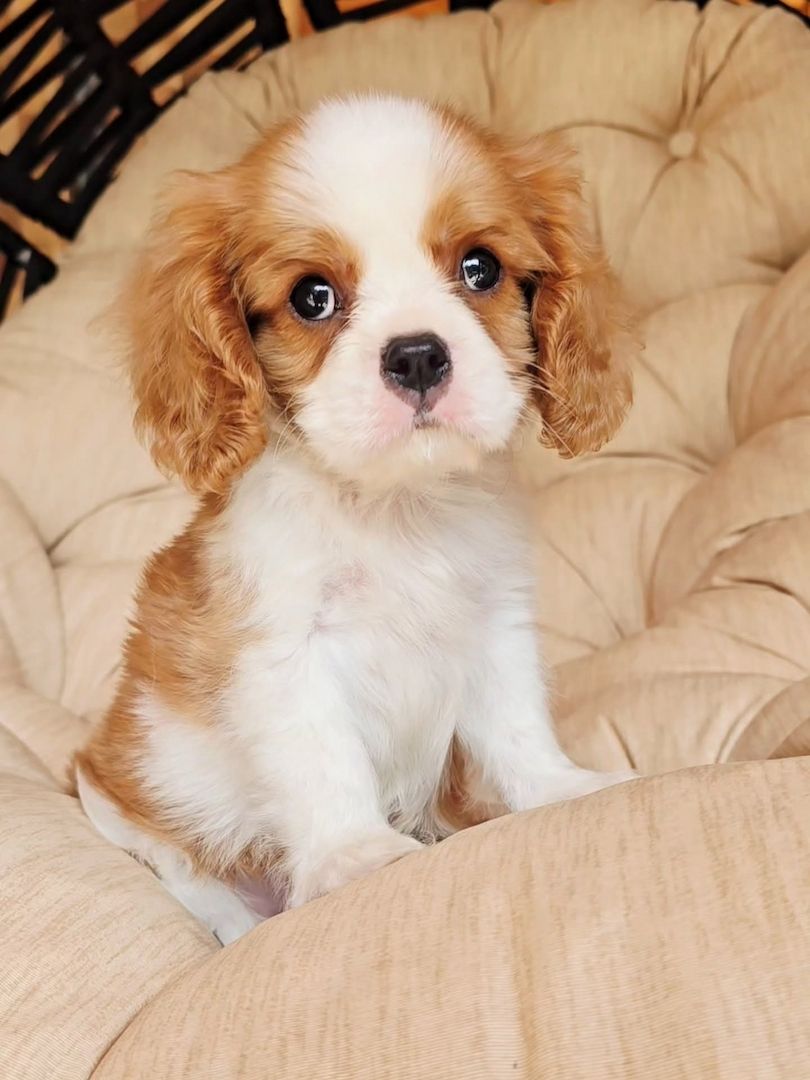 Entzückende Cavalier King Charles Spaniel-Welpen suchen ein liebevolles Zuhause für immer! 🐾