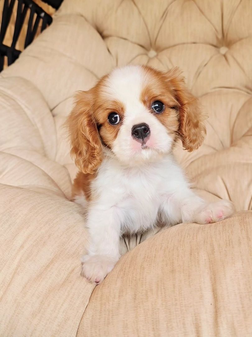 Entzückende Cavalier King Charles Spaniel-Welpen suchen ein liebevolles Zuhause für immer! 🐾