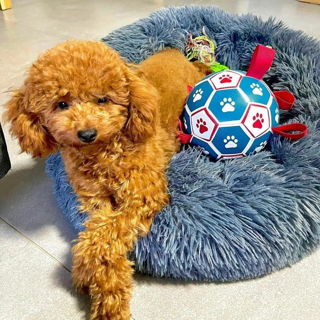 Entzückende Goldendoodle-Welpen suchen ein liebevolles Zuhause für immer! 🐾