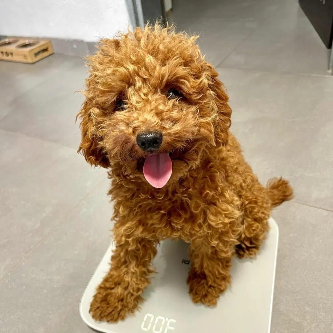 Entzückende Goldendoodle-Welpen suchen ein liebevolles Zuhause für immer! 🐾