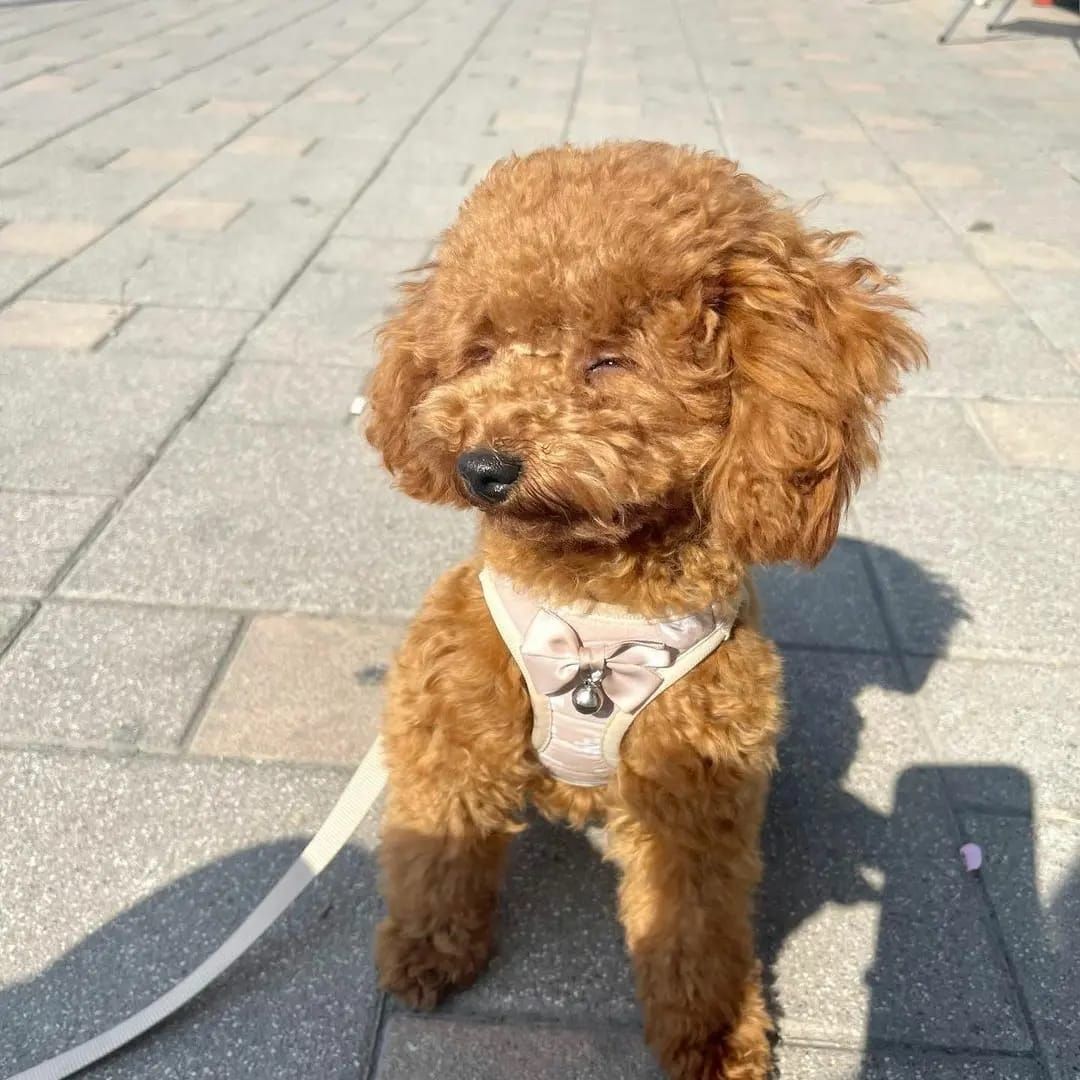 Entzückende Goldendoodle-Welpen suchen ein liebevolles Zuhause für immer! 🐾