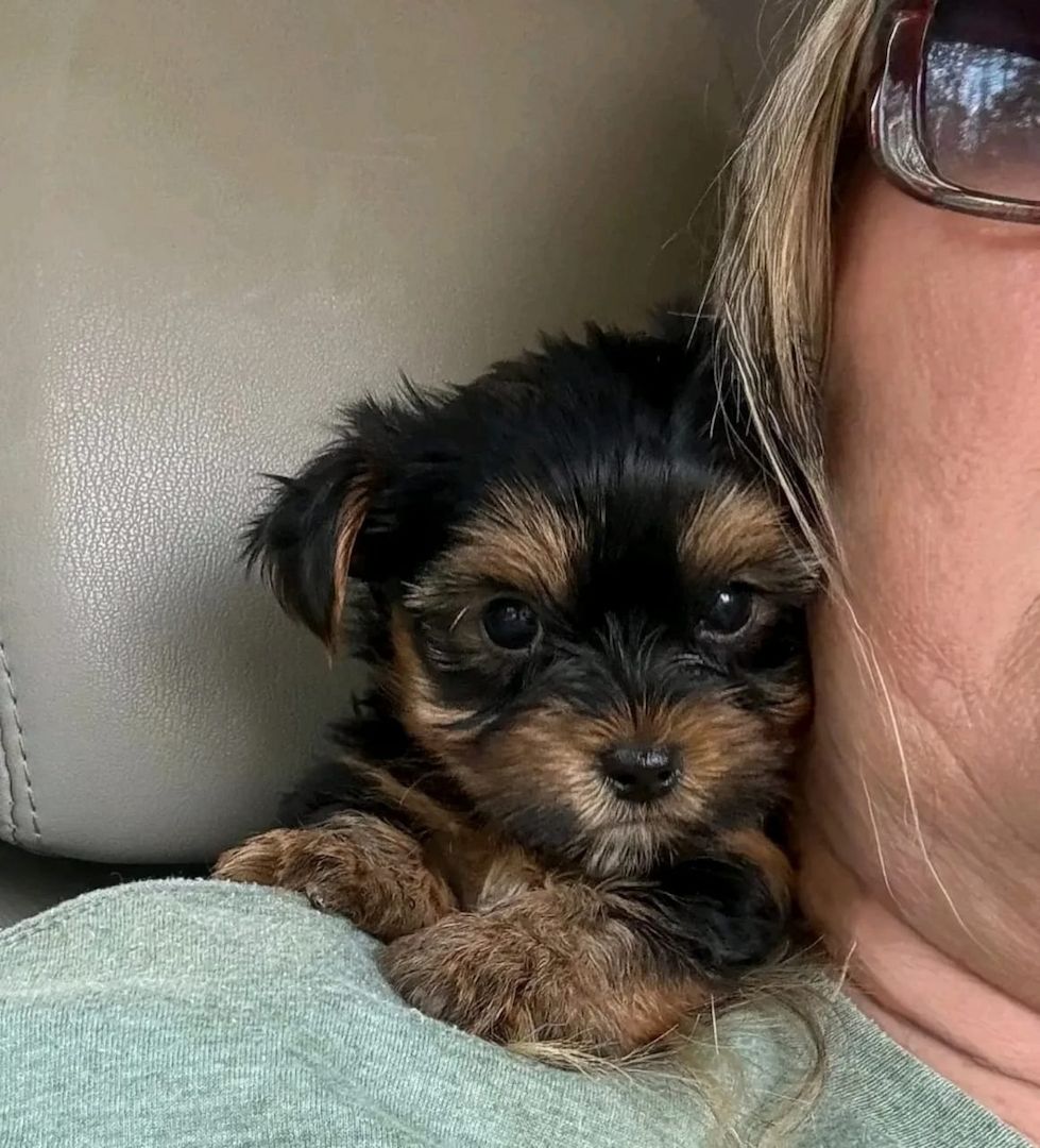 Entzückende Yorkshire-Terrier-Welpen suchen ein liebevolles Zuhause für immer! 🐾