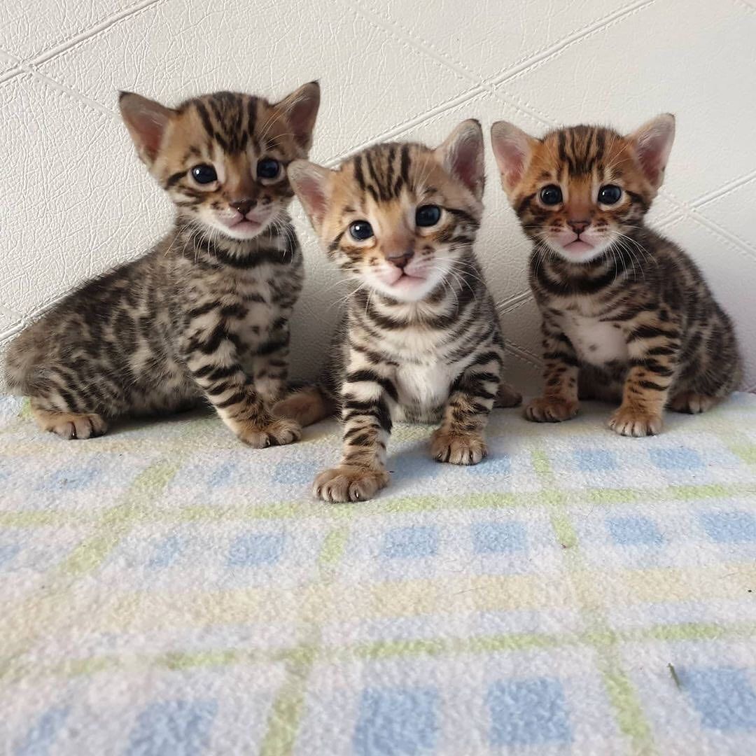 Bengal kittens