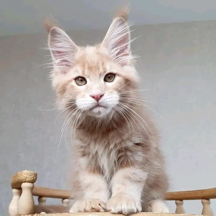 Maine-Coon-Kitten