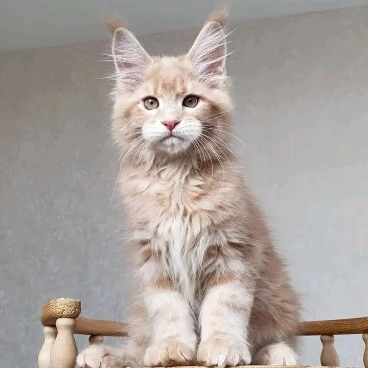 Maine-Coon-Kitten