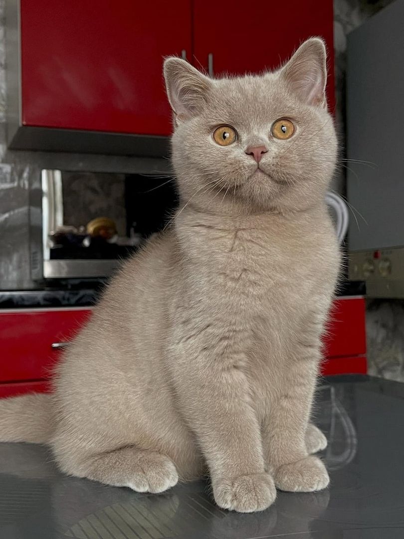 Britisch-Kurzhaar-Kitten