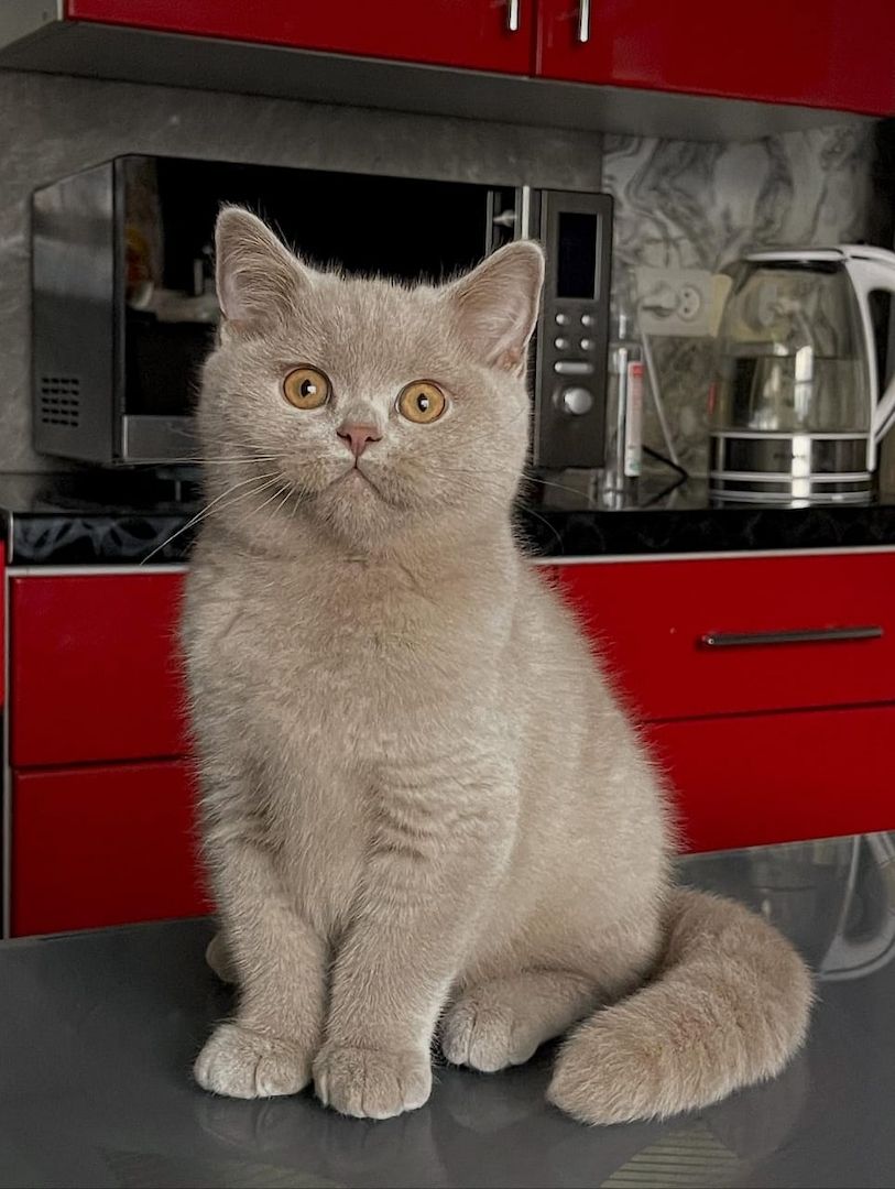 Britisch-Kurzhaar-Kitten