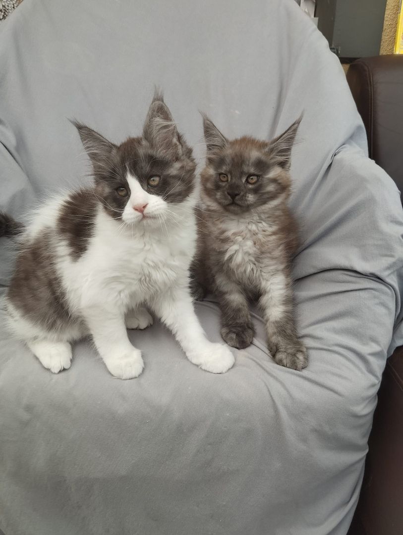 Reinrassige Maine Coon Kitten mit Stammbaum