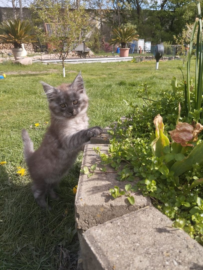 Reinrassige Maine Coon Kitten mit Stammbaum