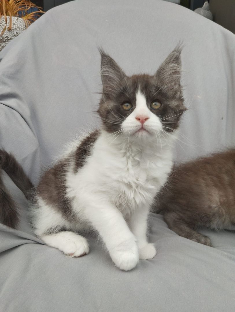 Reinrassige Maine Coon Kitten mit Stammbaum