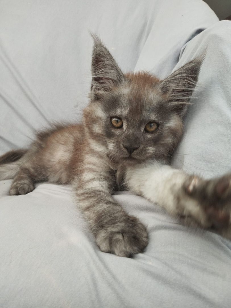 Reinrassige Maine Coon Kitten mit Stammbaum
