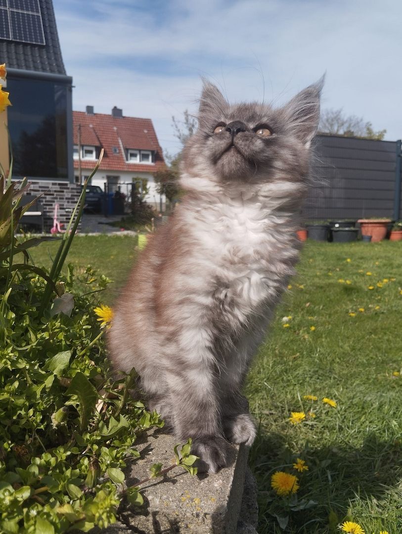 Reinrassige Maine Coon Kitten mit Stammbaum