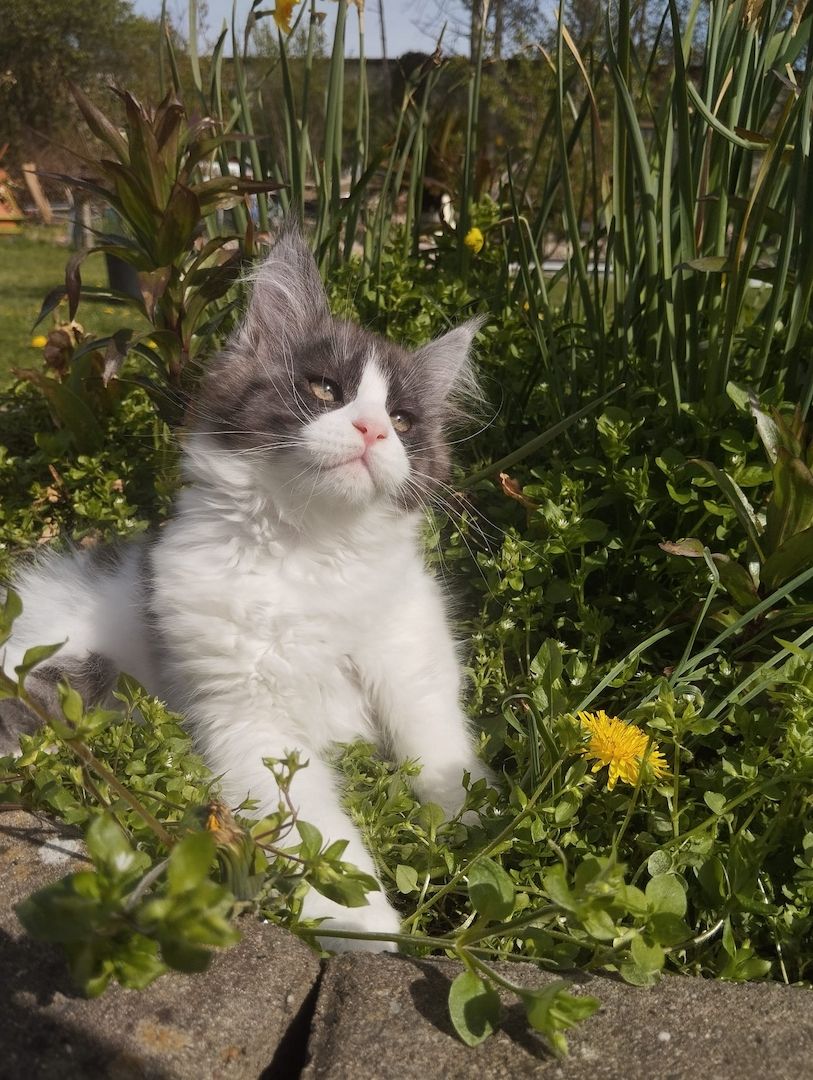 Reinrassige Maine Coon Kitten mit Stammbaum