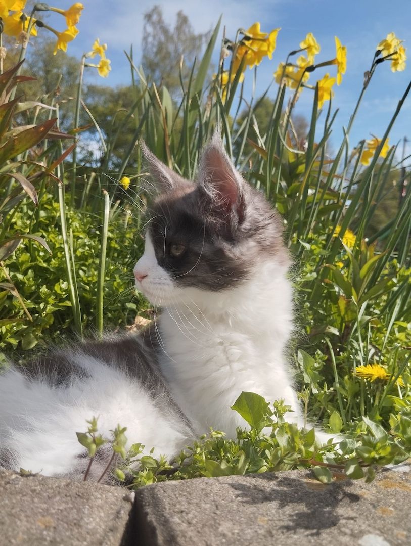 Reinrassige Maine Coon Kitten mit Stammbaum