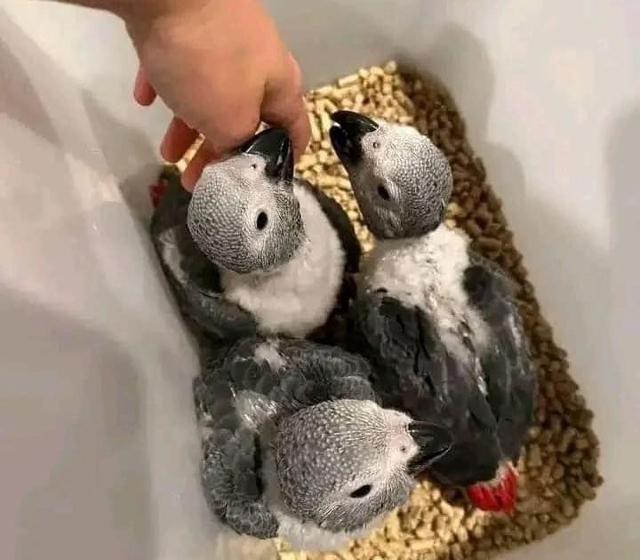 Bezaubernde Graupapageien-Babys