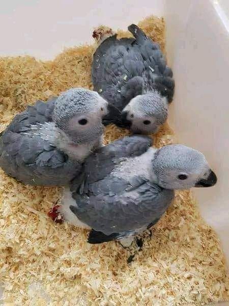 Bezaubernde Graupapageien-Babys