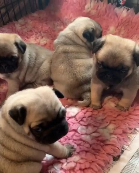 Mops Welpen reinrassig..n