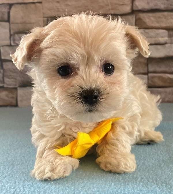 Maltipoo Welpen Mädchen