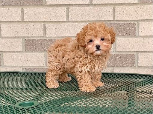 Maltipoo Welpen Mädchen.mn