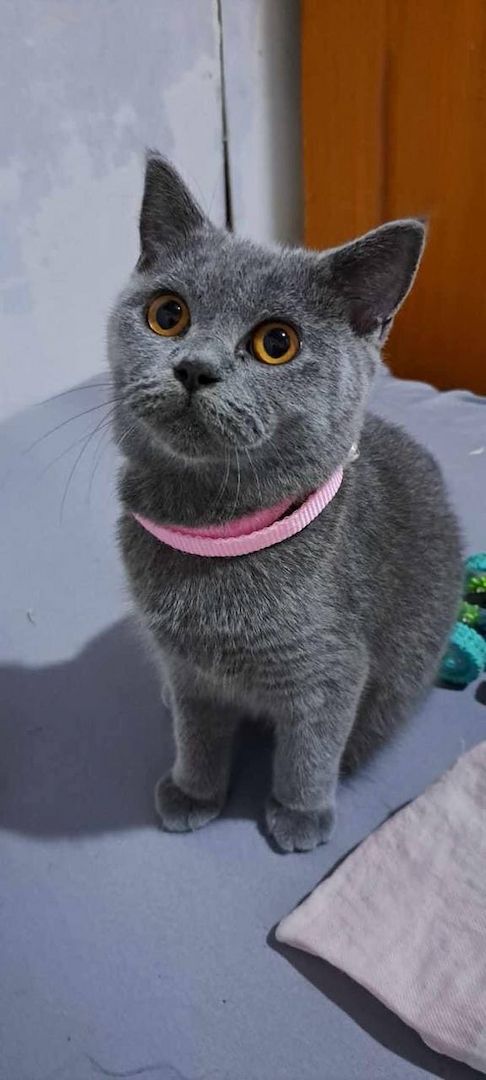 Bkh Kitten mit blauen Augen. Reinrassige Kitten.