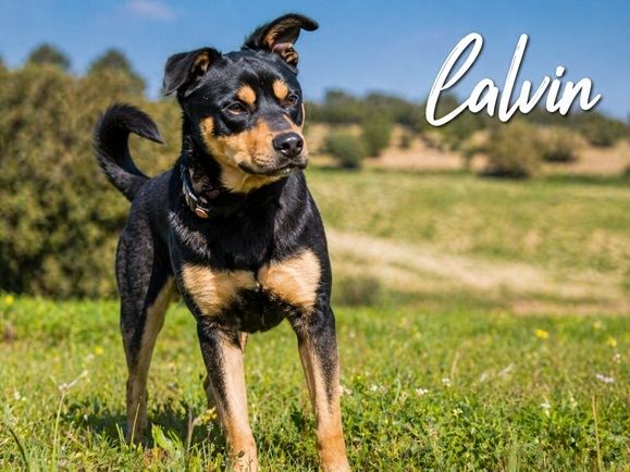 Calvin - ein sanfter Freund