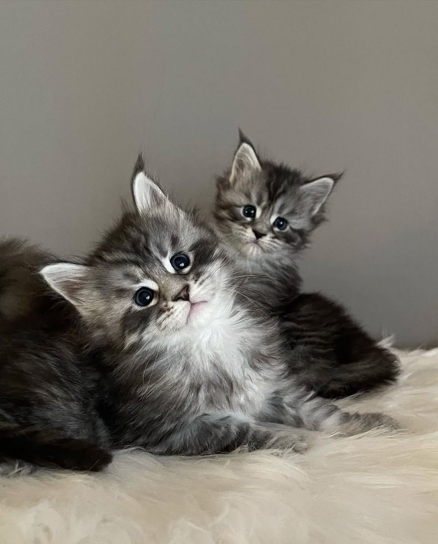 Maine Coon Kitten mit Stammbaum