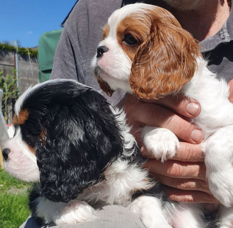 Cavalier King Charls Spaniel Welpen mit Stammbaum