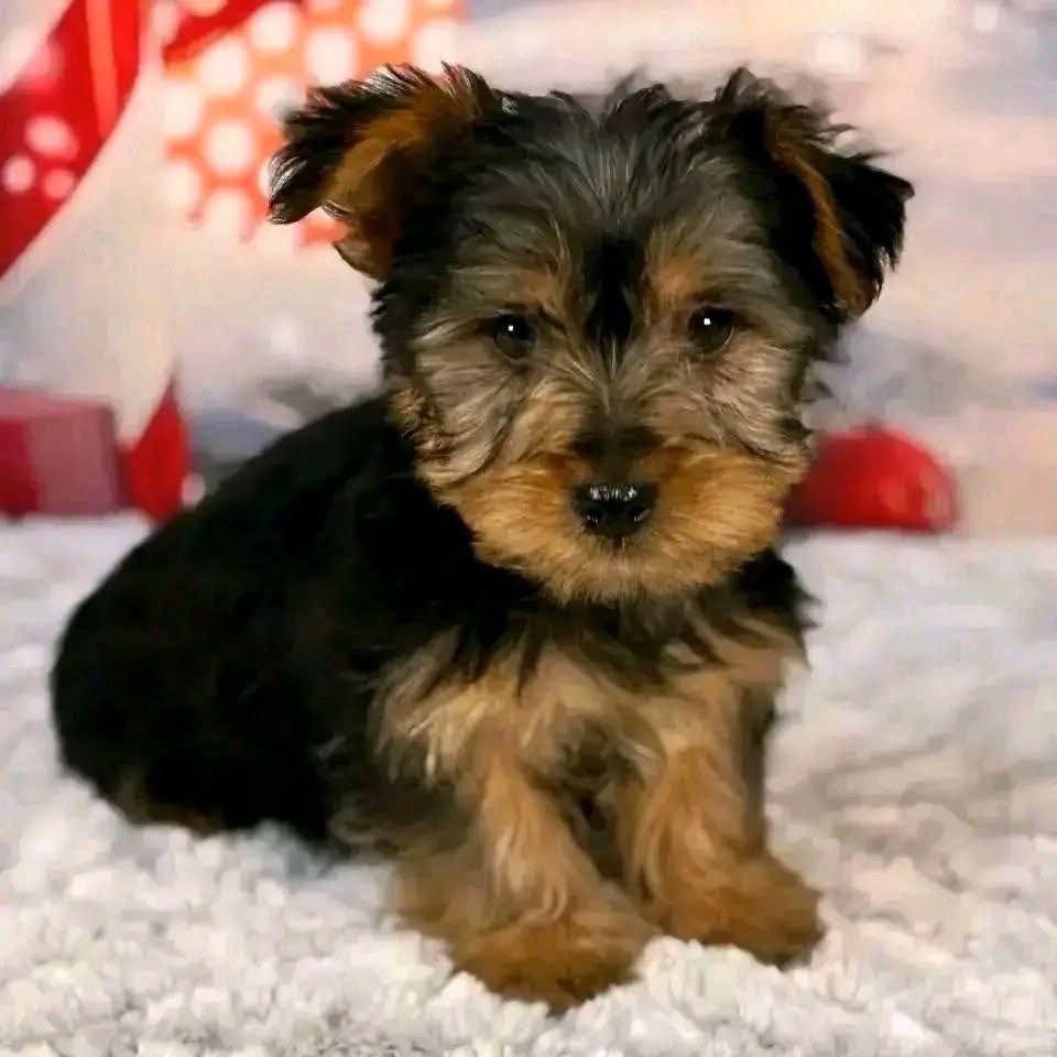 Niedliche Yorkshire Terrier Welpen abzugeben