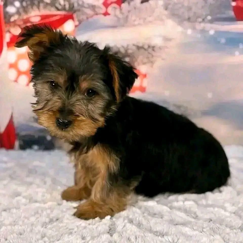 Niedliche Yorkshire Terrier Welpen abzugeben