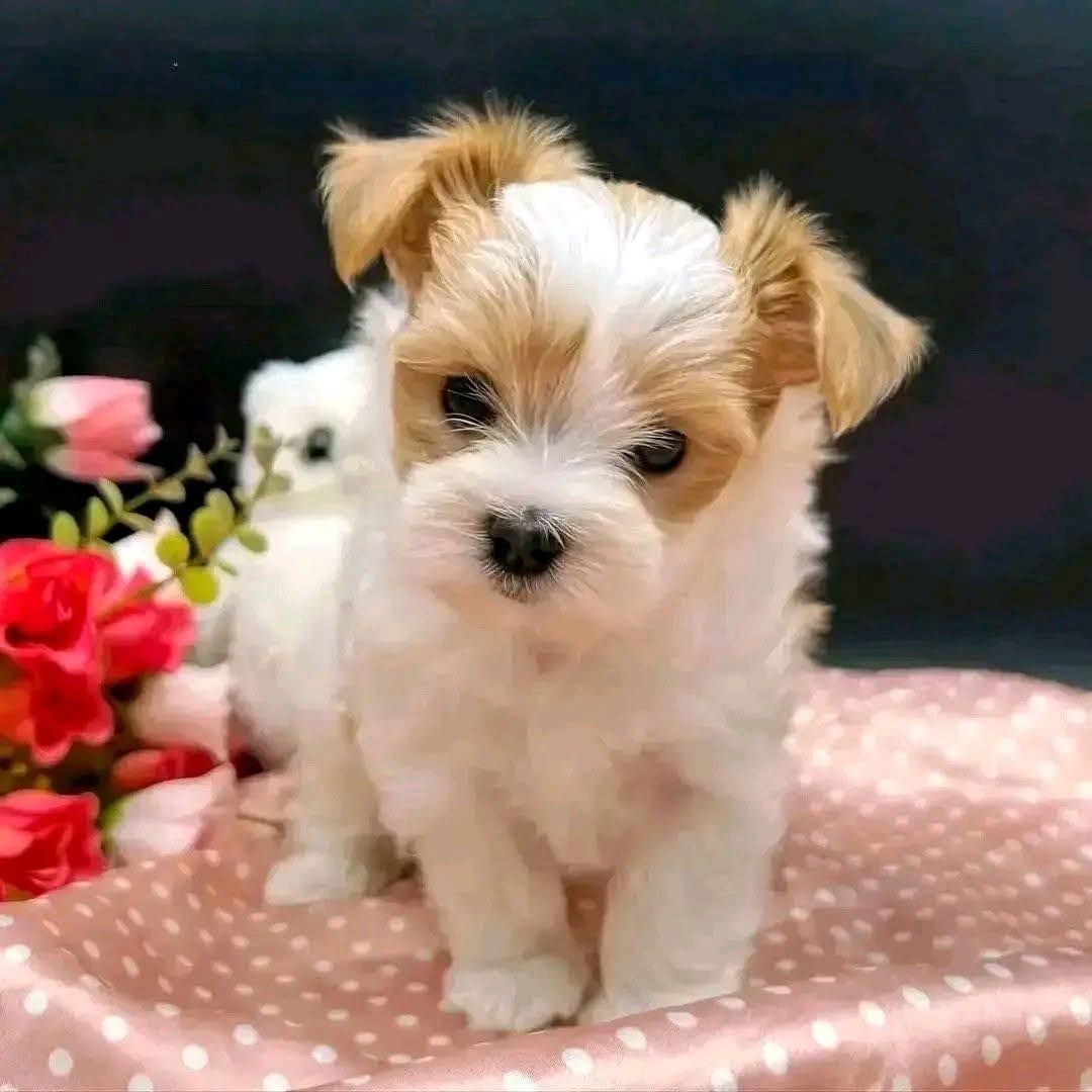 Yorkie Yorkshire Terrier Welpen