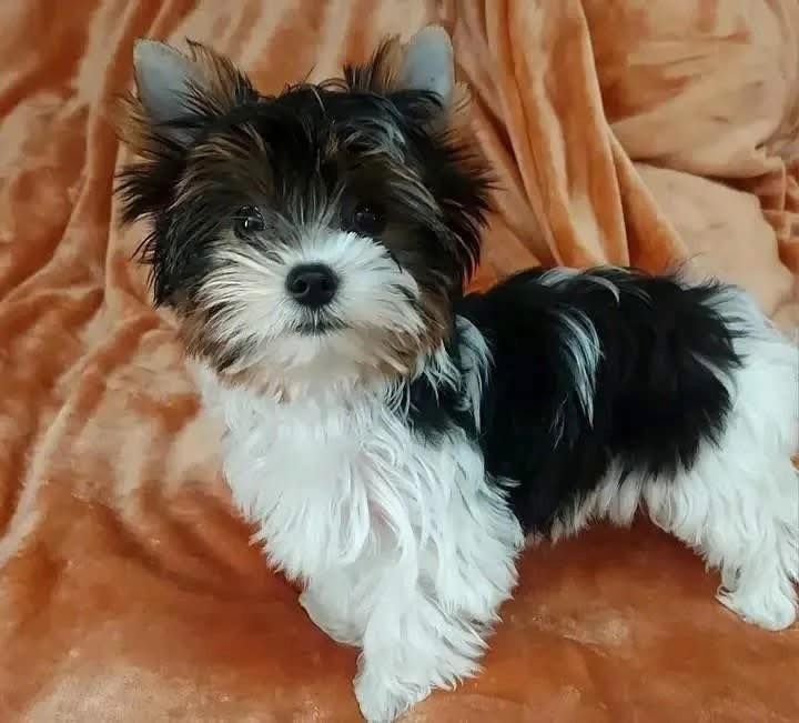 Yorkie Yorkshire Terrier Welpen