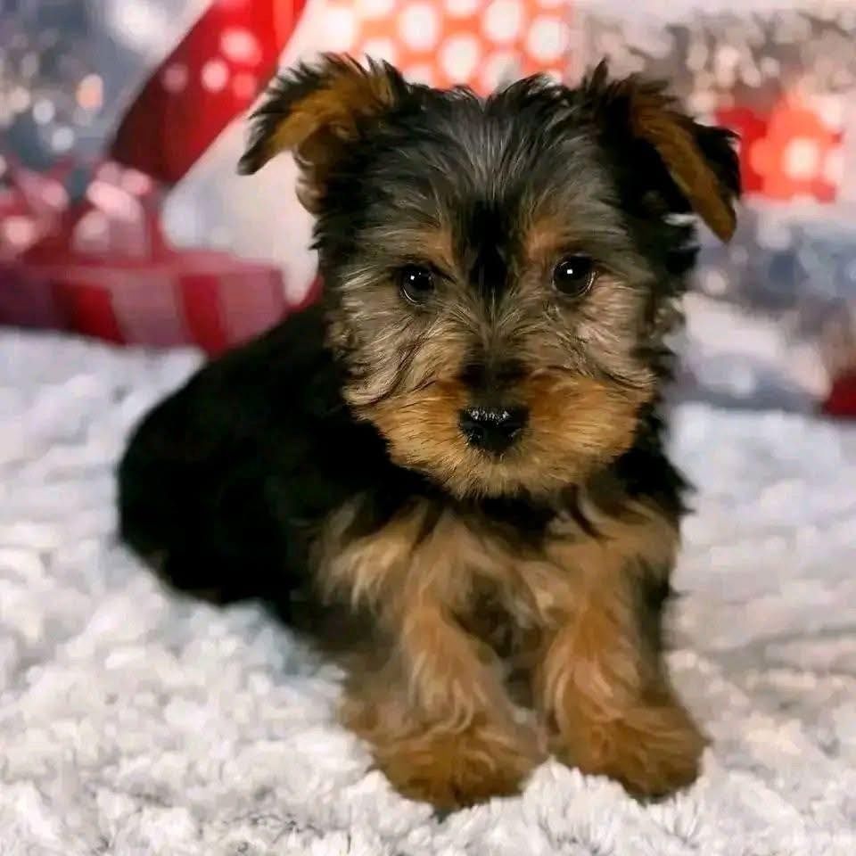 Yorkshire Terrier Welpen Black and Tan mit Ahnentafel